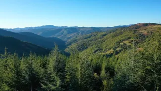 Forêts Indigènes : la Méthode Miyawaki